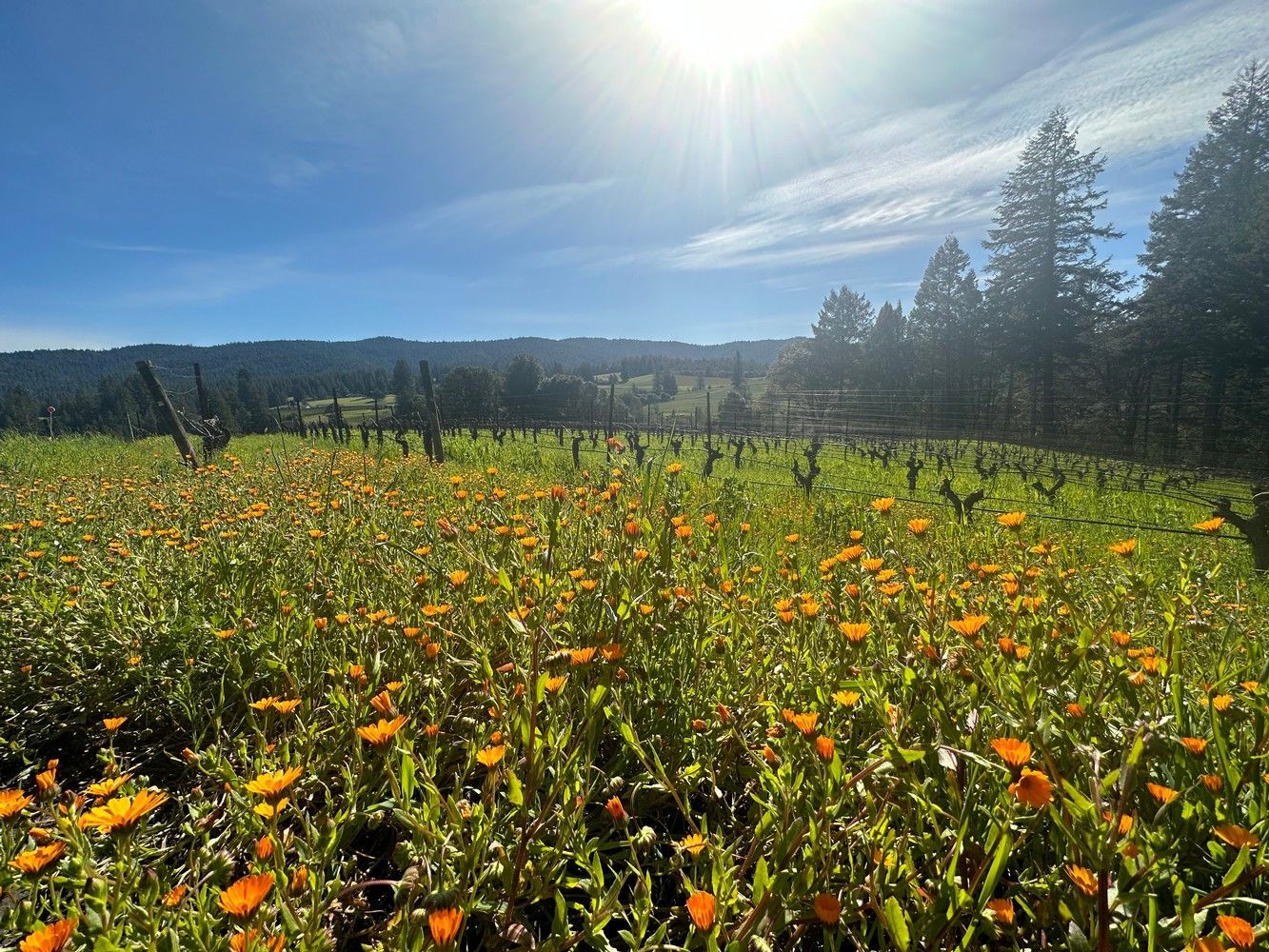 Open graph hero image