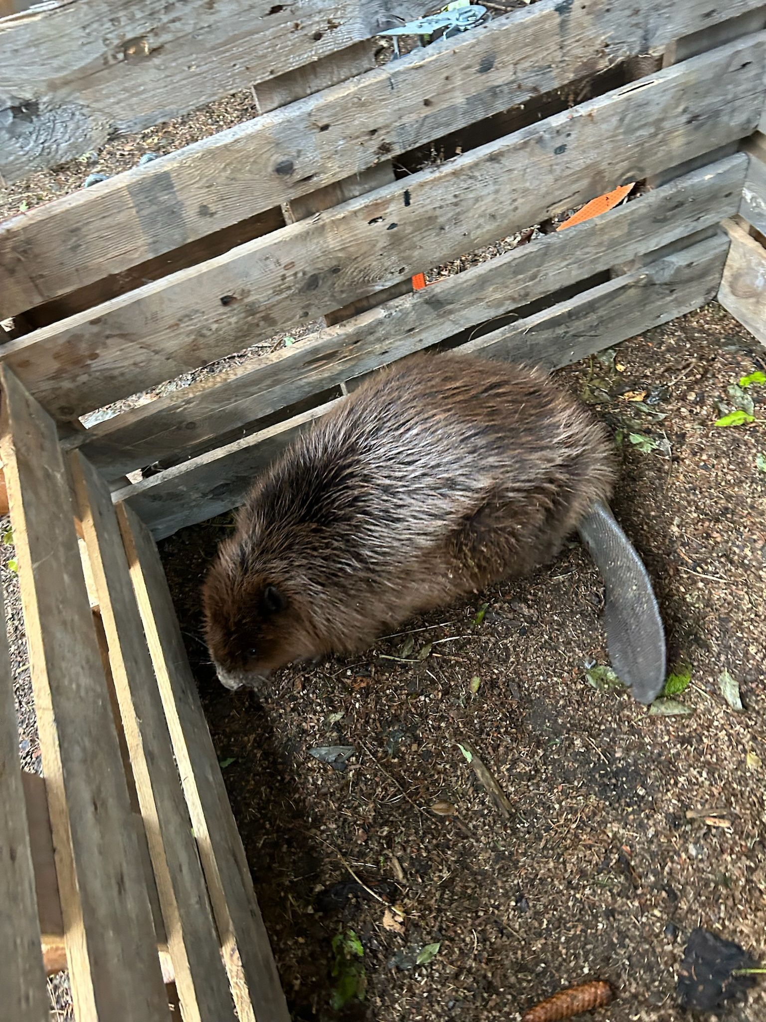 Weide, Wild & Co. Biber