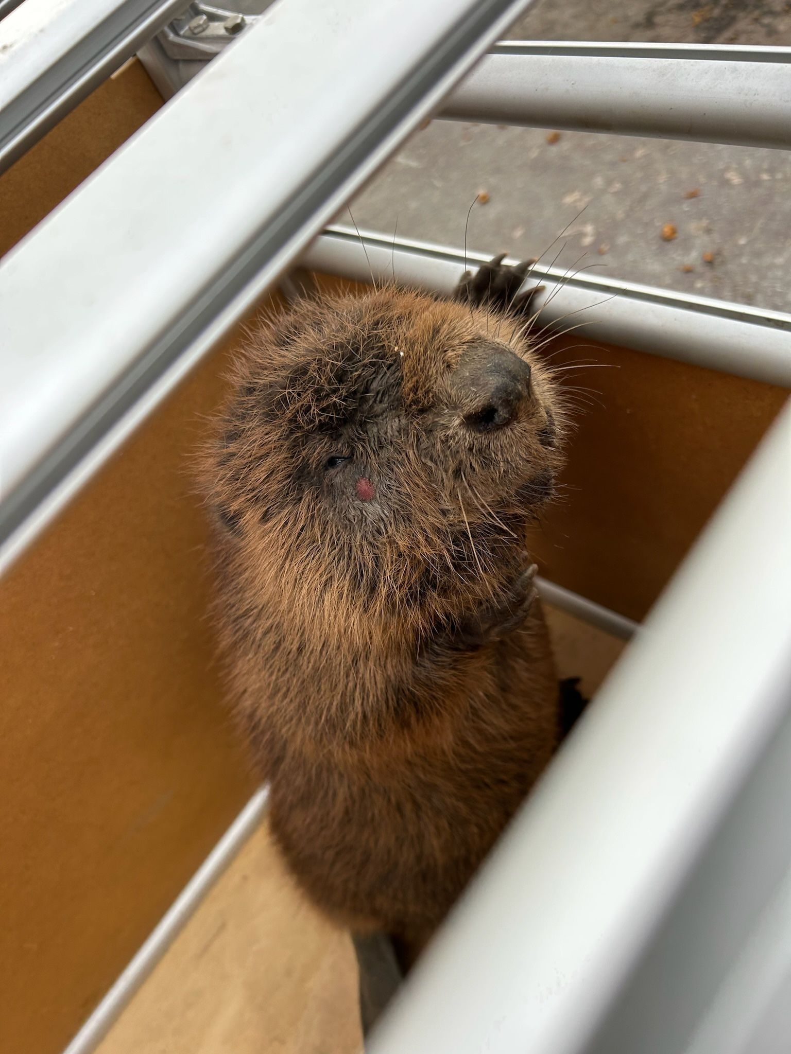 Weide, Wild & Co. Biber