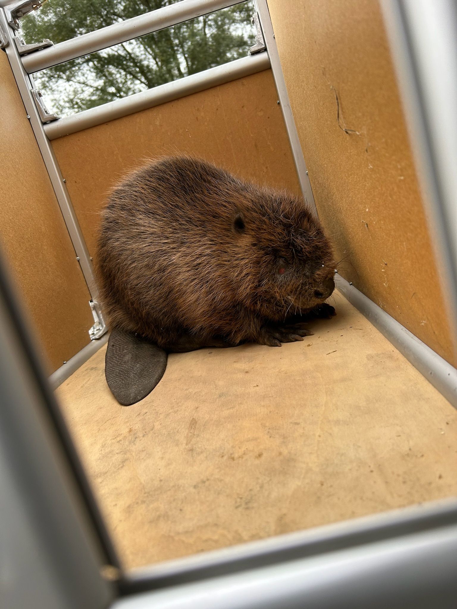 Weide, Wild & Co. - Stressfrei und aus Liebe zum Tier