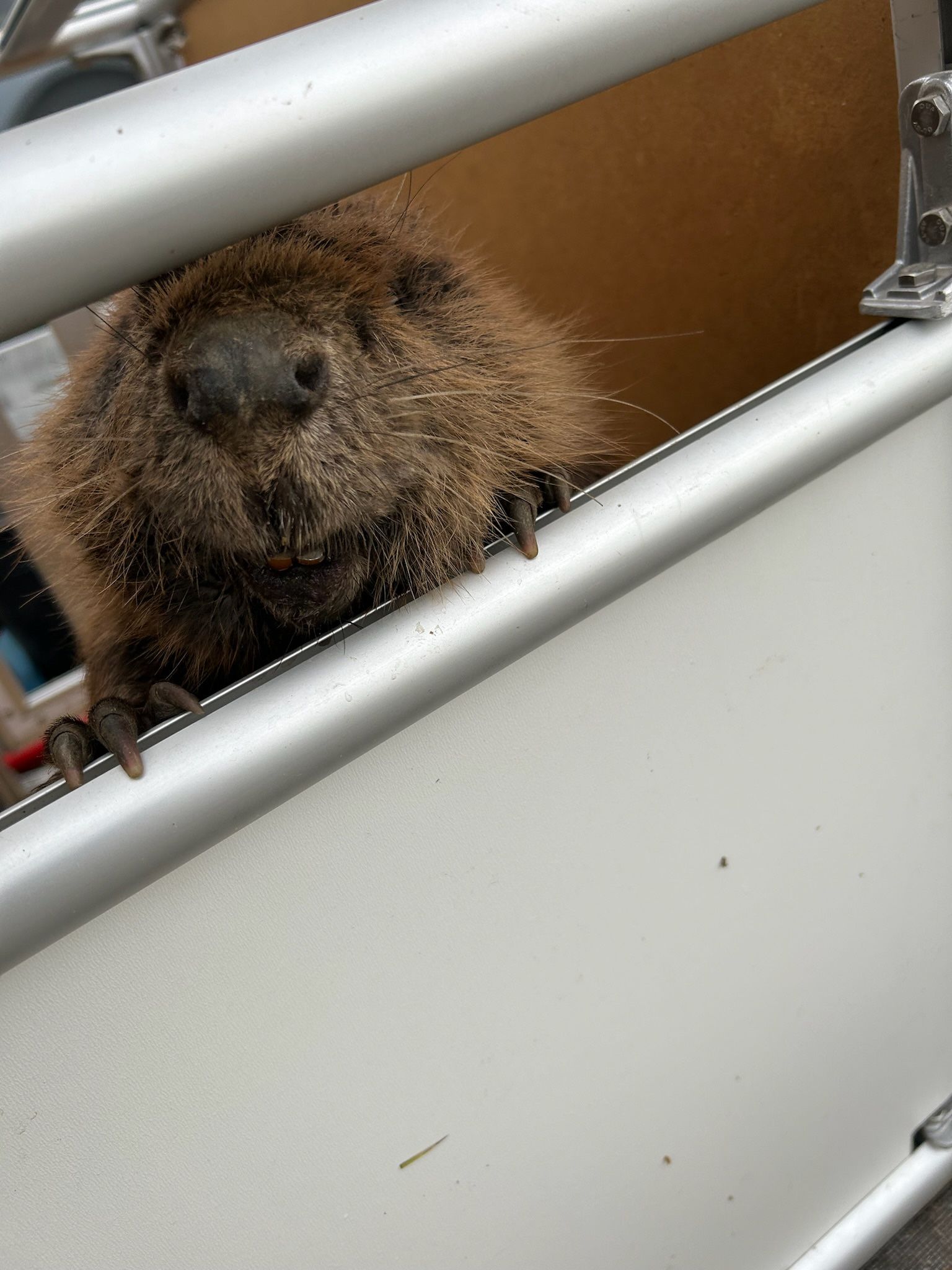 Weide, Wild & Co. - Stressfrei und aus Liebe zum Tier