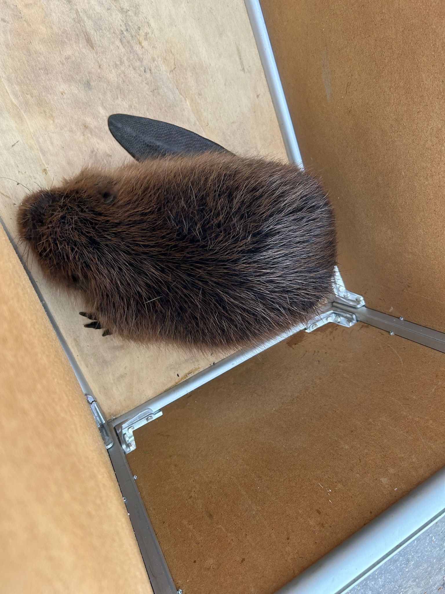 Weide, Wild & Co. - Stressfrei und aus Liebe zum Tier