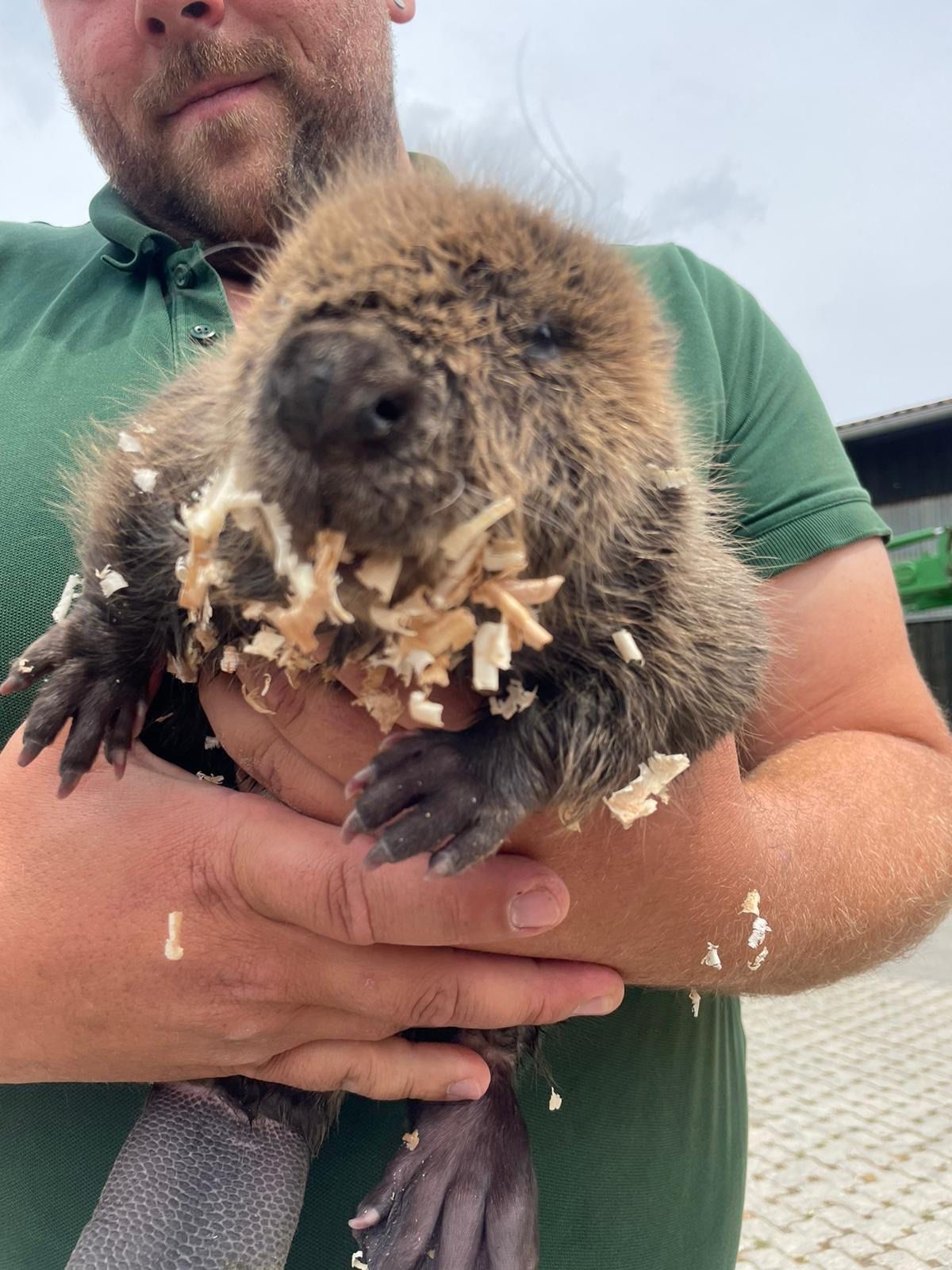 Weide, Wild & Co. Biberbaby