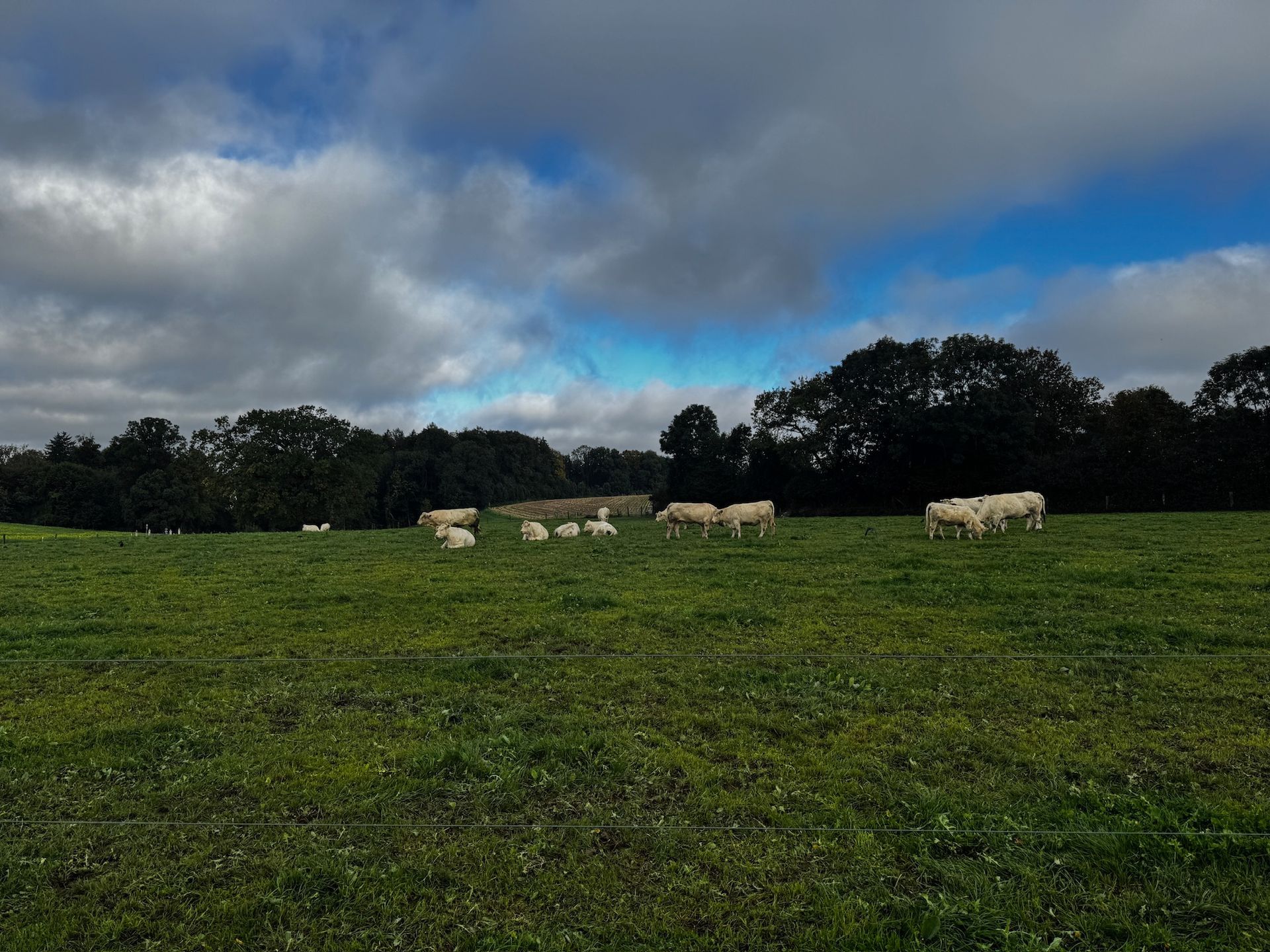 Weide, Wild & Co. - Stressfrei und aus Liebe zum Tier