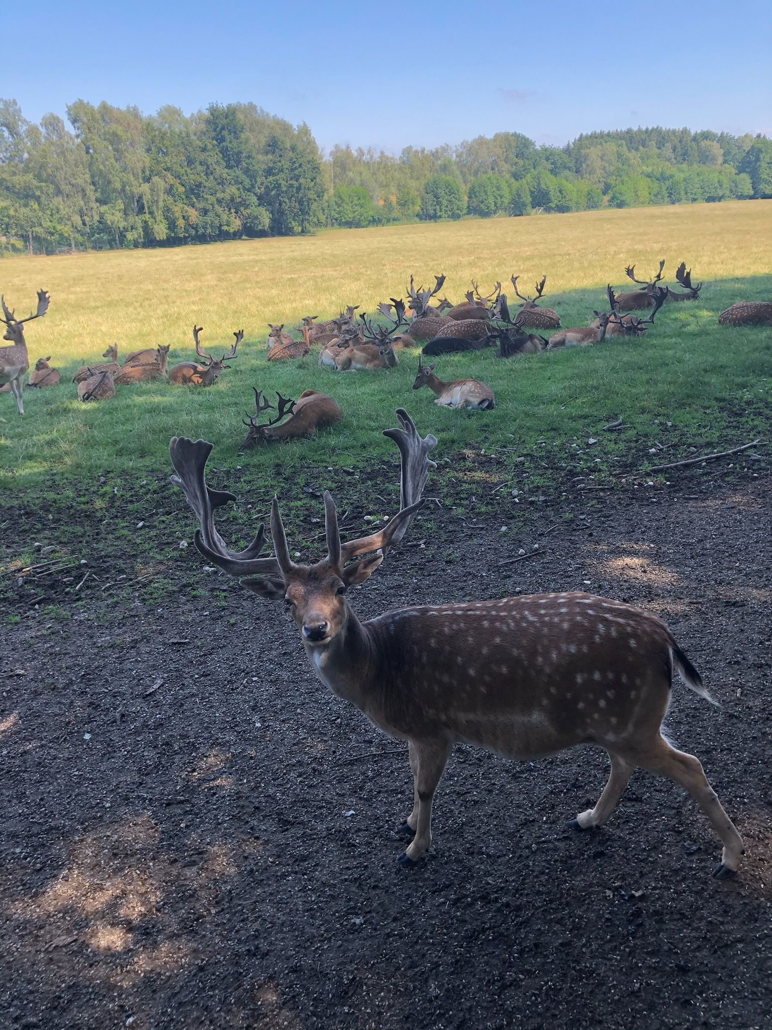 Weide, Wild & Co. - Stressfrei und aus Liebe zum Tier