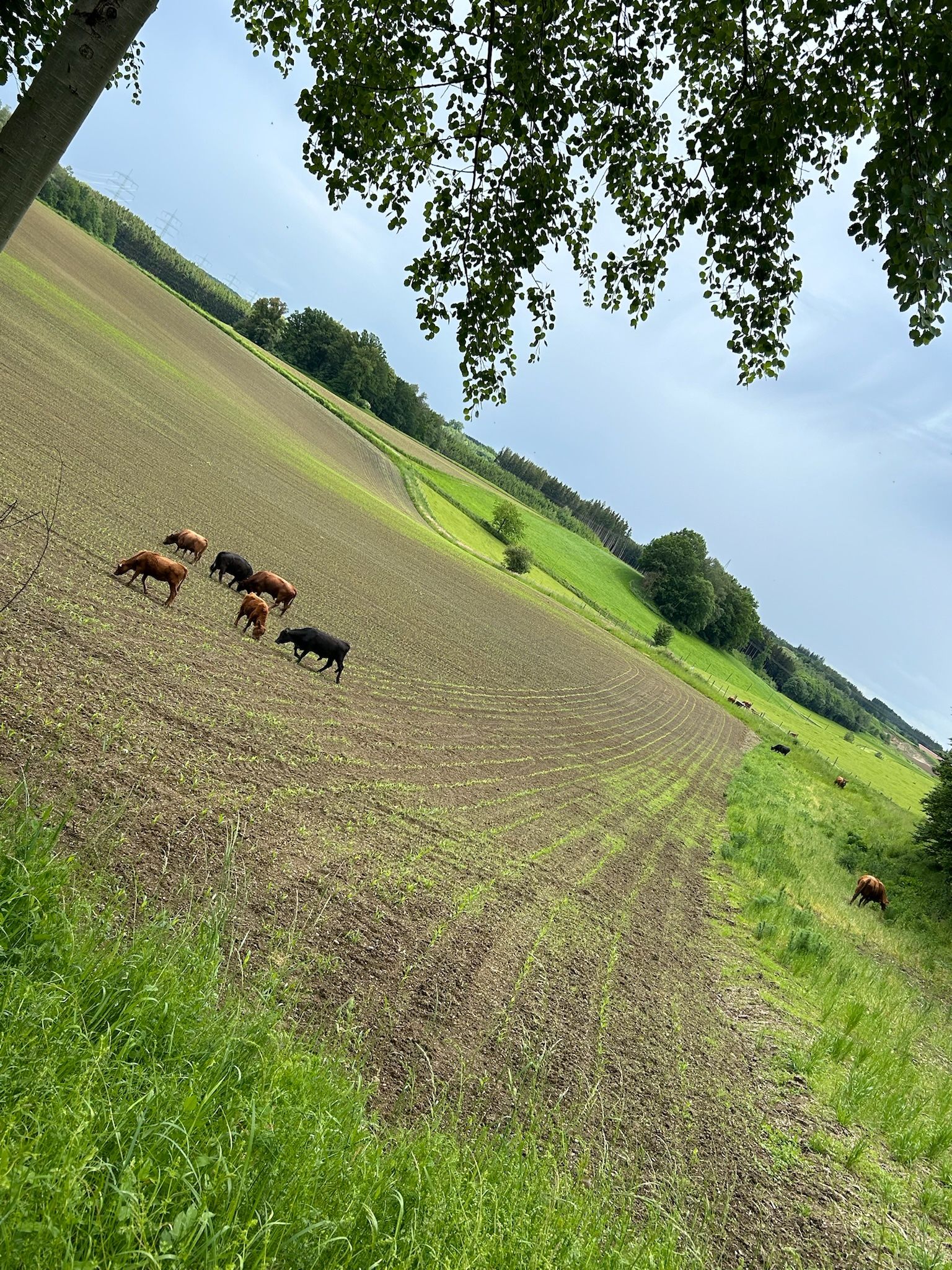 Weide, Wild & Co. - Stressfrei und aus Liebe zum Tier