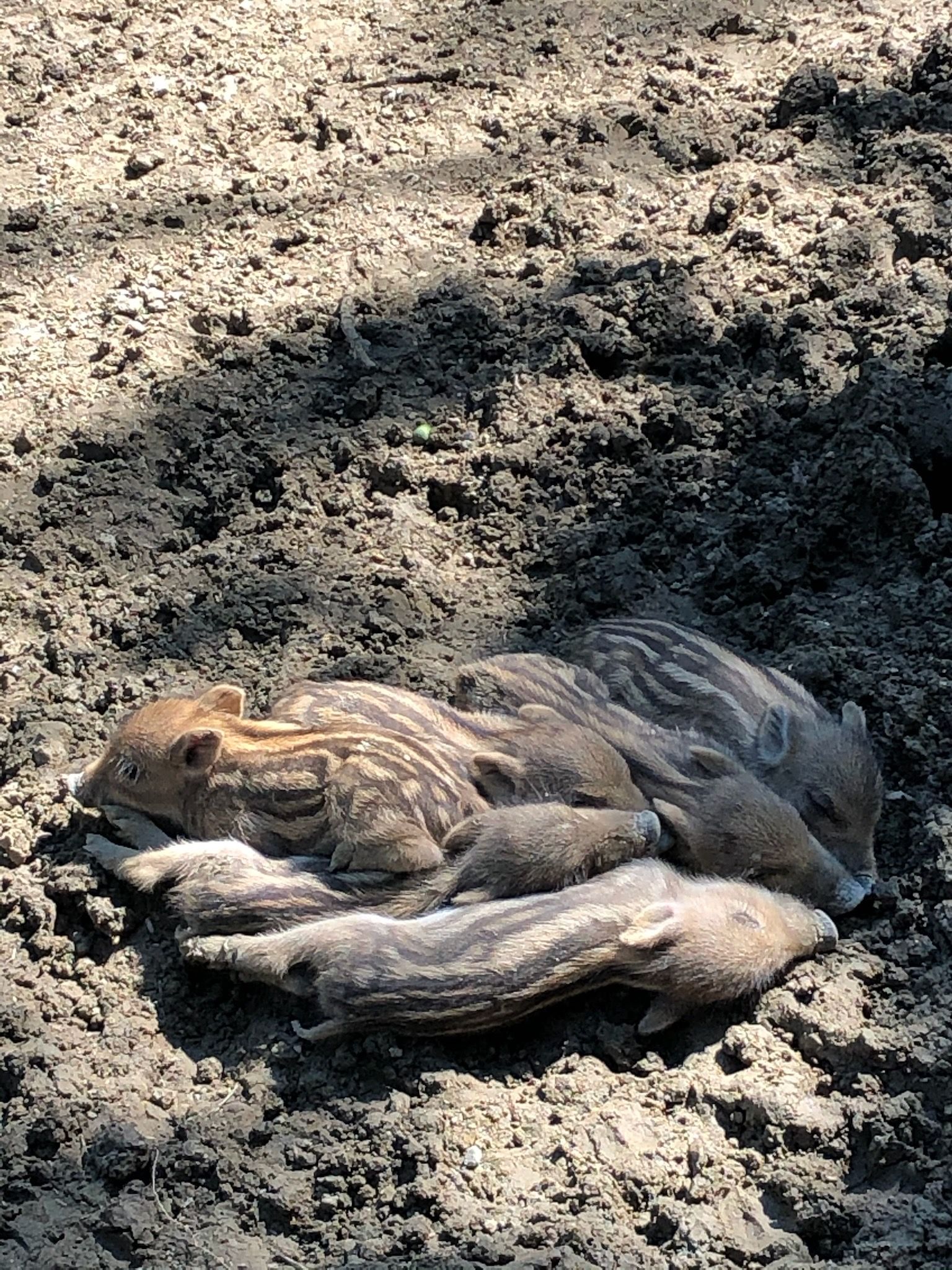 Weide, Wild & Co. - Stressfrei und aus Liebe zum Tier