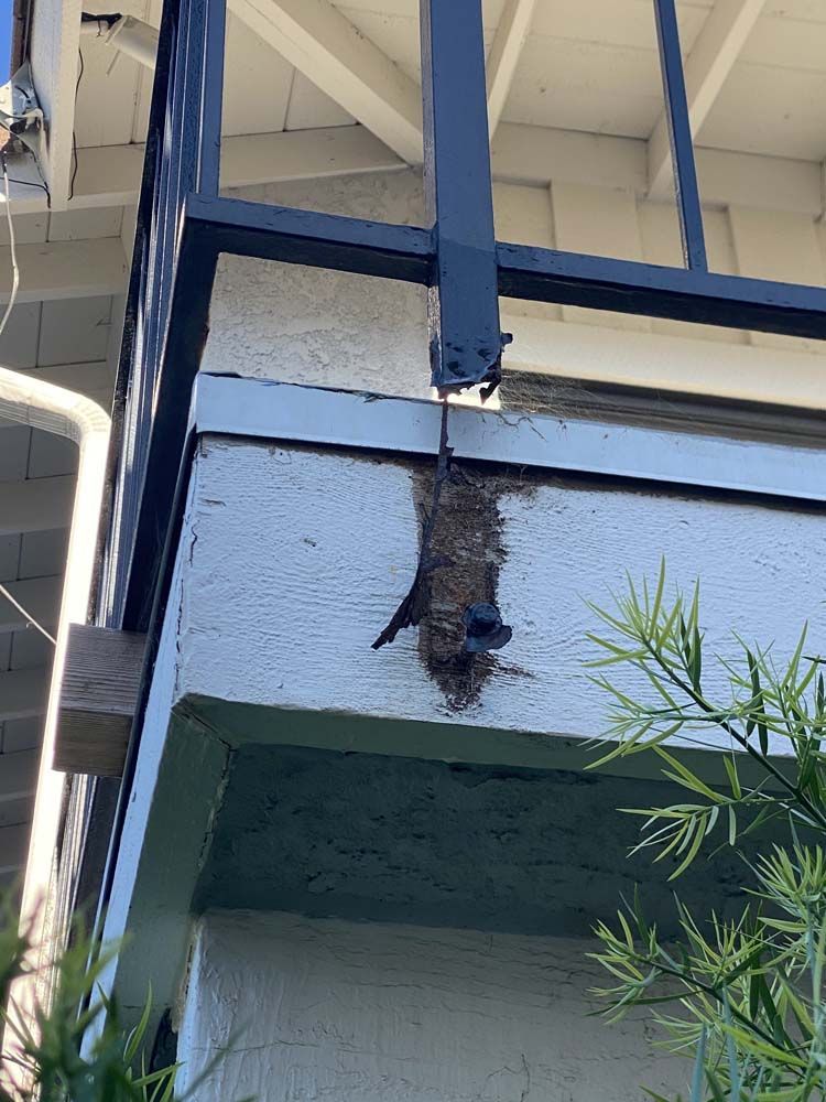 Bird perched on nest built on the side of a white building with black railing.