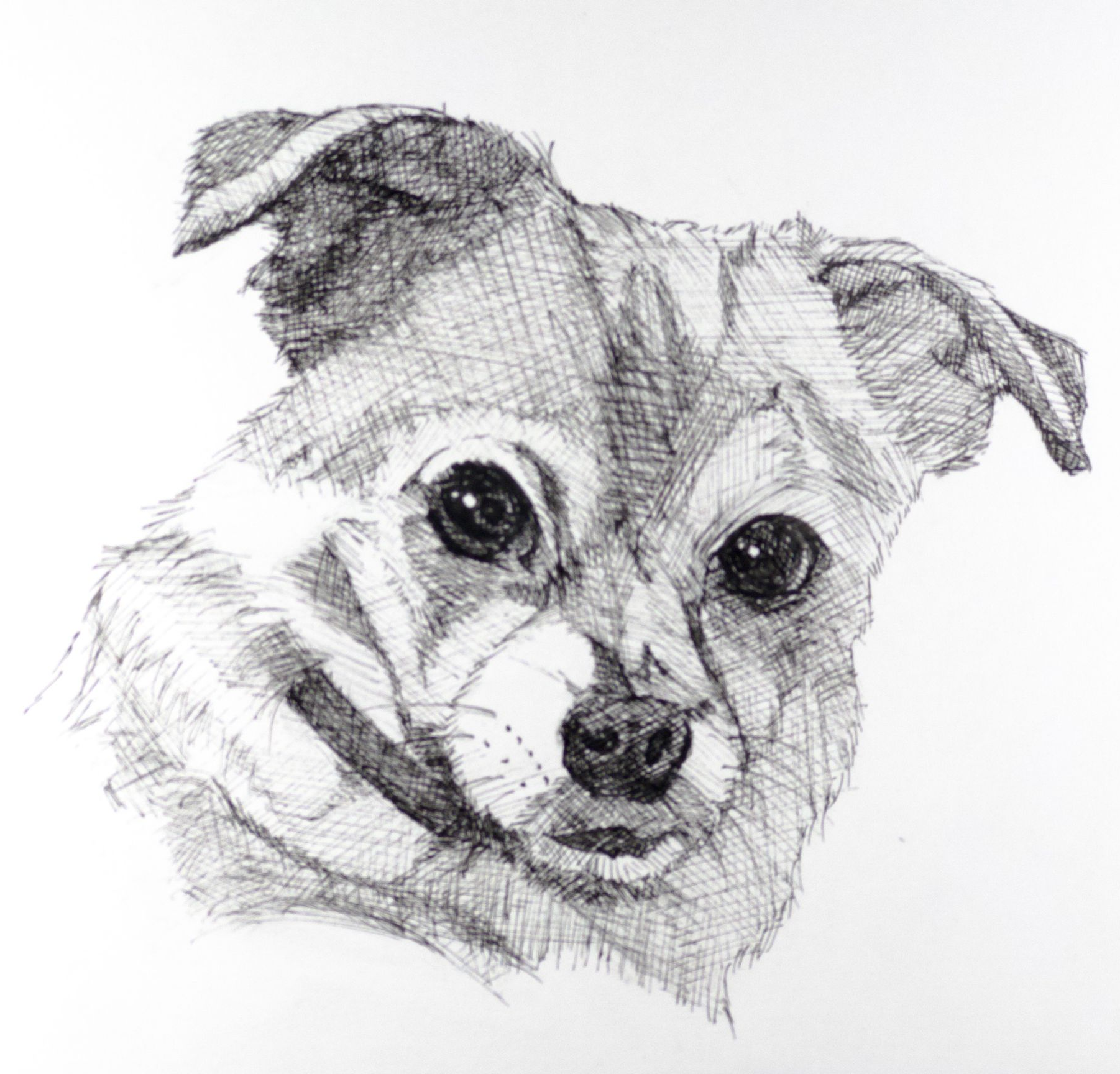 Miley - pen and ink drawing