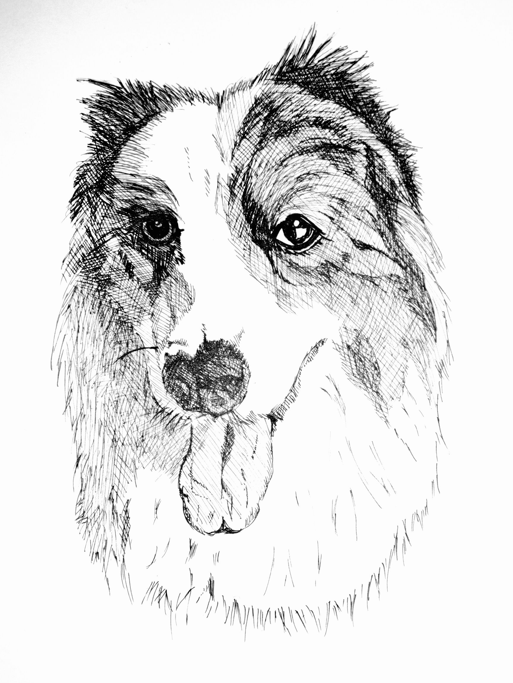 Gus - pen and ink drawing