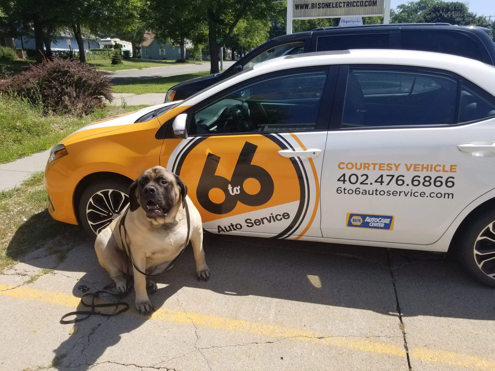 A large dog sits by a 