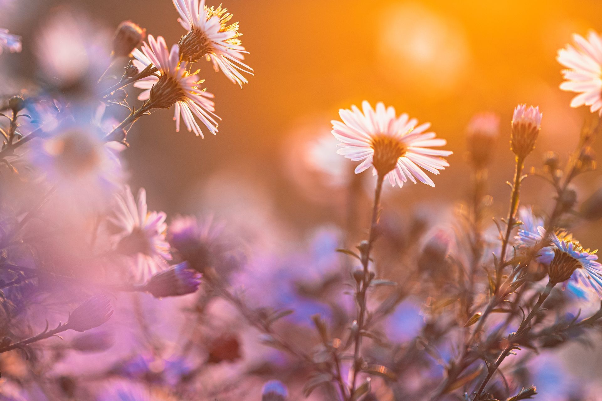 Close-up of light purple asters blooming against a warm, sunlit golden hour background.