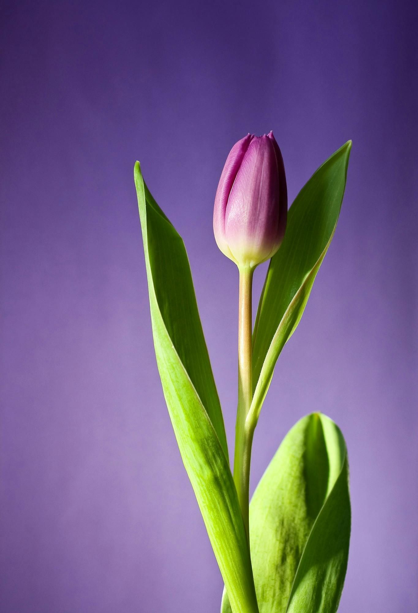 Purple tulip with green leaves against a soft purple background