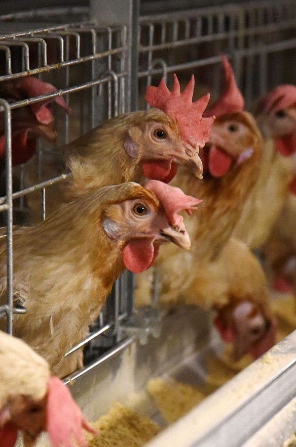 chicken in a factory farm