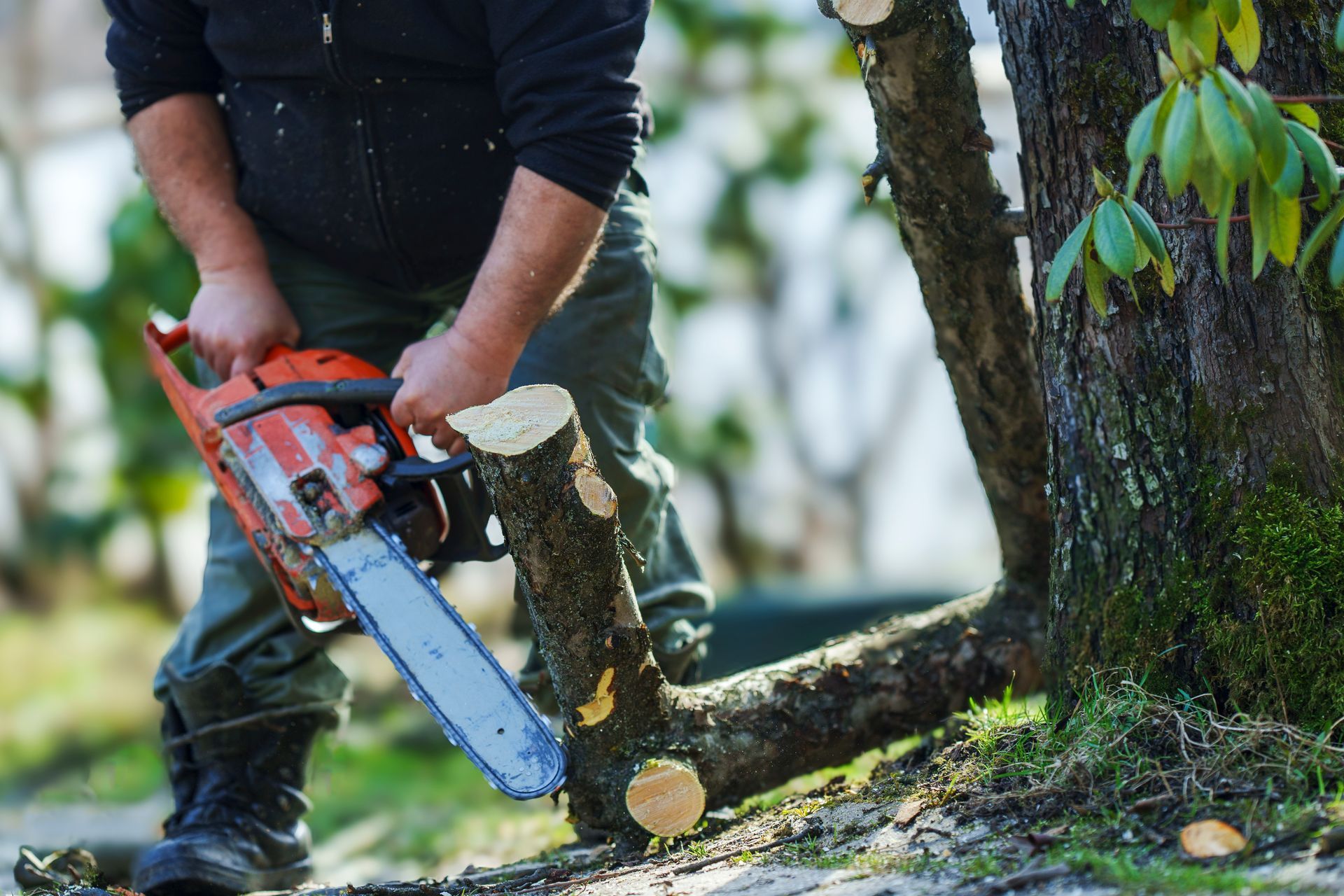 Man in dark clothing using an orange chainsaw to cut a tree branch outdoors. Man in dark clothing using an orange chainsaw to cut a tree branch outdoors.