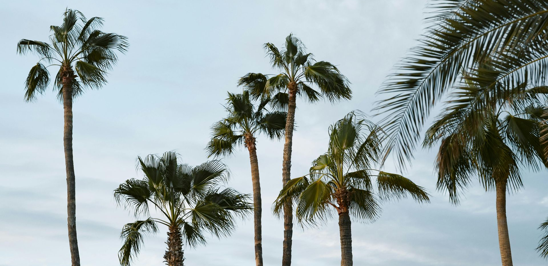Looking up at the tops of palm trees
