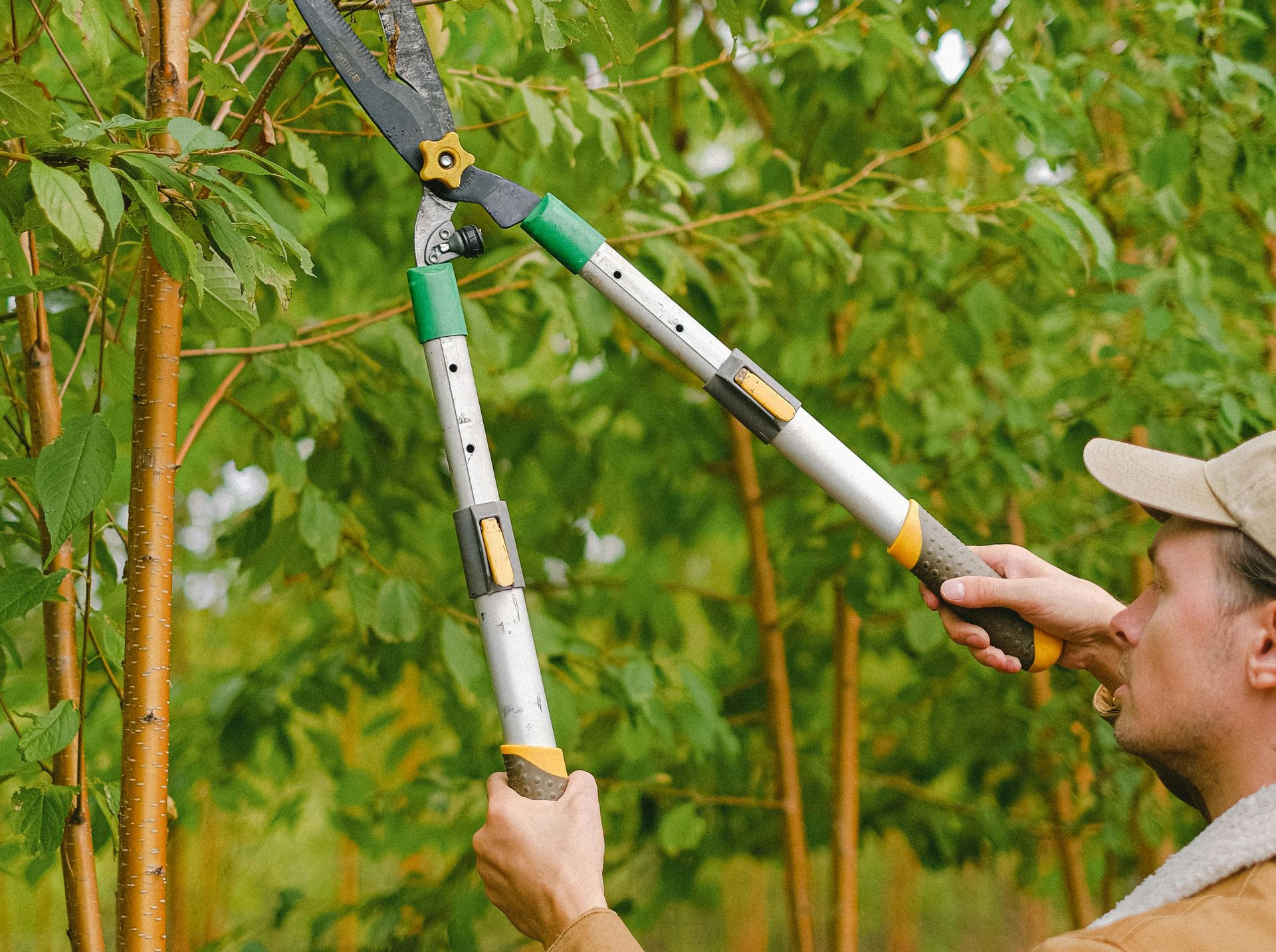 Man trimming bushes