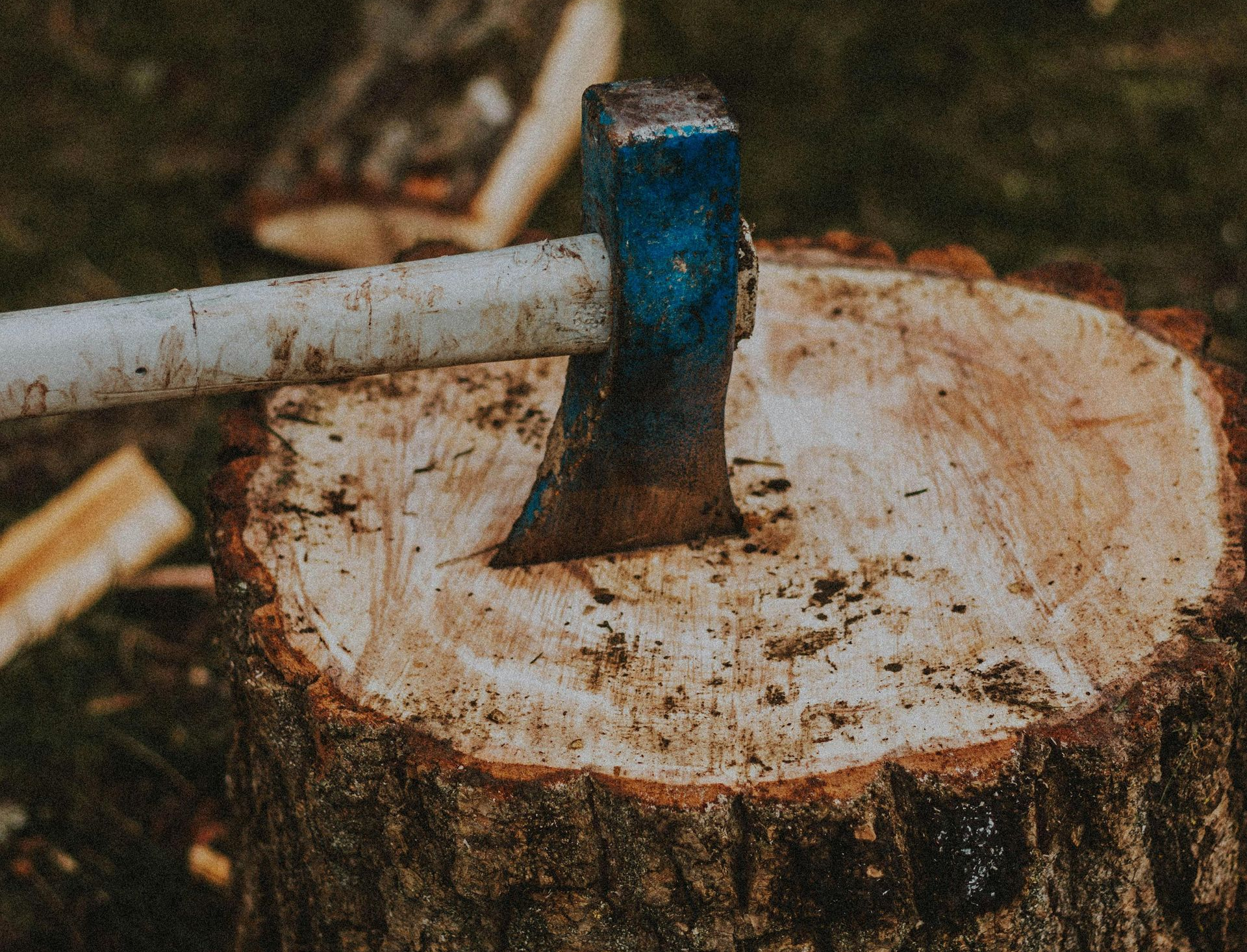 Rusty axe head imbedded in the top of a large freshly cut tree stump.