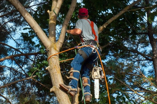 Man in jeans and t-shirt is cabled and standing high up in tree trimming branches