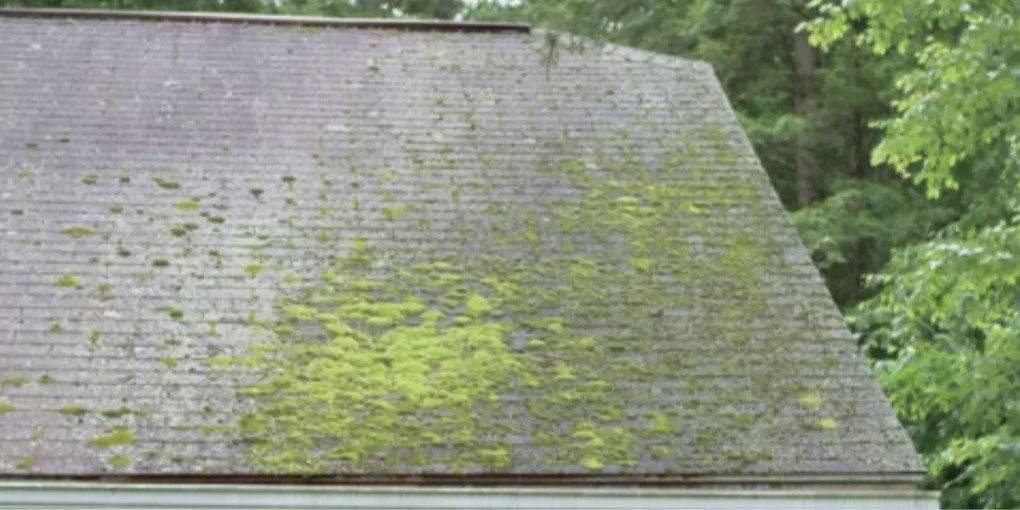 roof algae