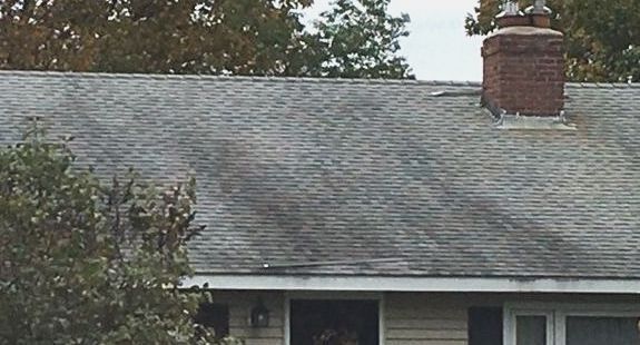 Excessive Moss, Algae, or Fungi roof