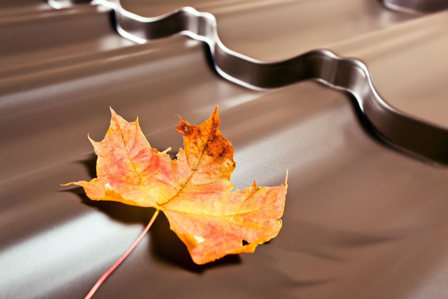 fall leaves on  a metal roof
