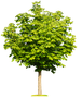 Spring Tree — Saginaw, MI — Jack's Tree Service, Inc.