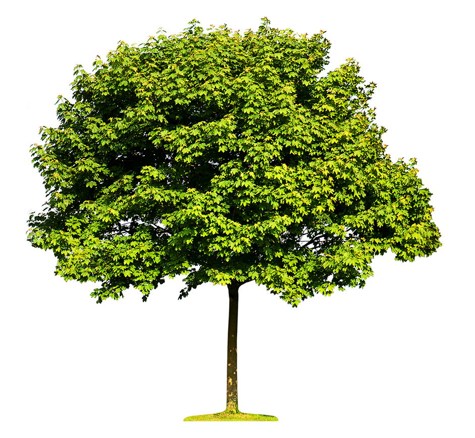 Green Tree On White Background — Saginaw, MI — Jack's Tree Service, Inc.
