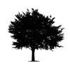 Tree Icon 01 — Saginaw, MI — Jack's Tree Service, Inc.