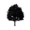 Tree Icon 04 — Saginaw, MI — Jack's Tree Service, Inc.