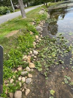 A river with a lot of rocks and plants next to it.