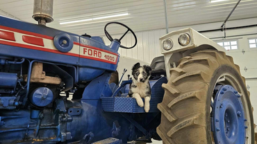 Dog sits in the seat of a blue Ford tractor.