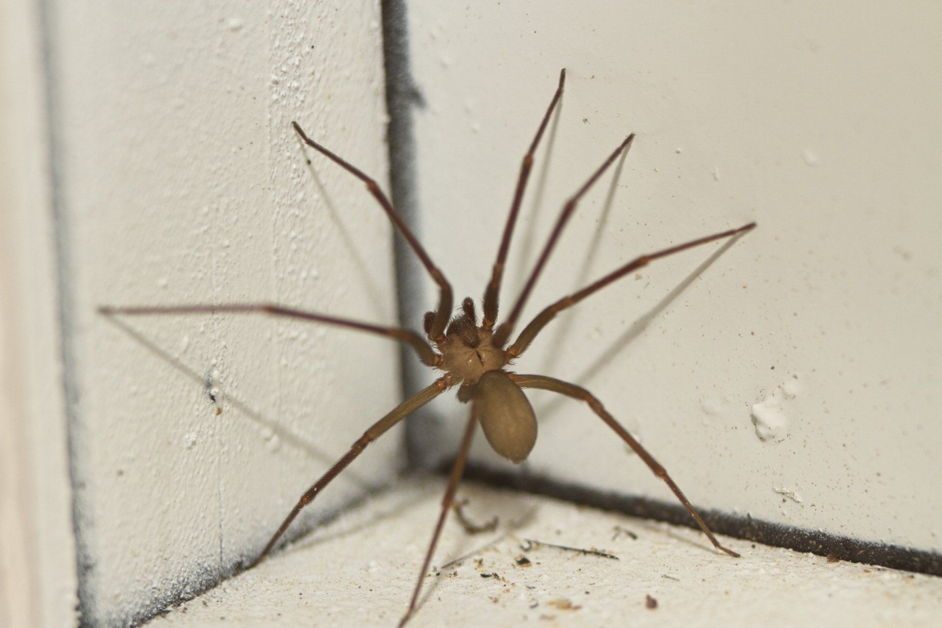 Brown Recluse Spider On A Ceiling — Cuba, MO — A & A Pest Control Technologies LLC.