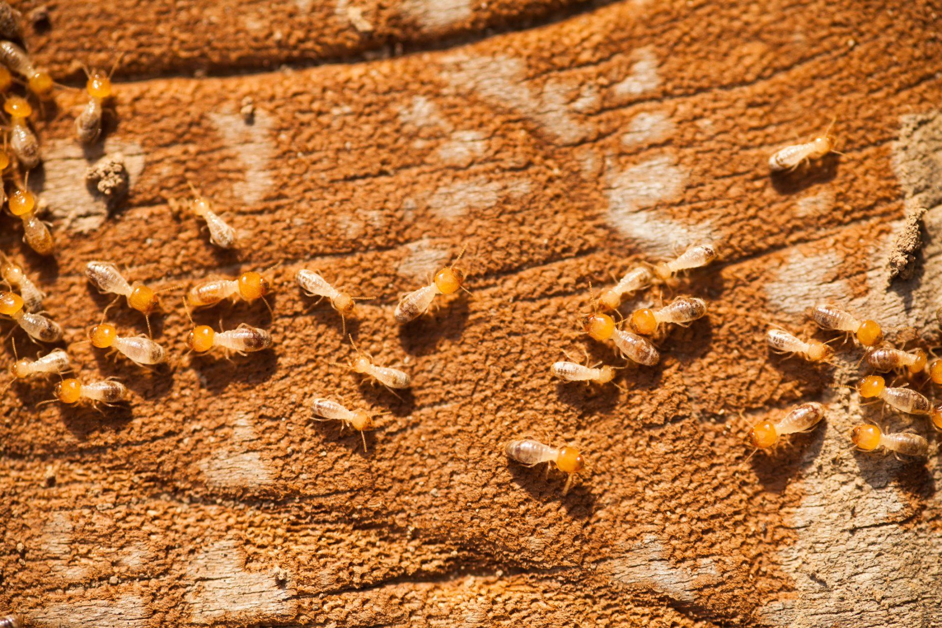 Termites On Wood — Cuba, MO — A & A Pest Control Technologies LLC.