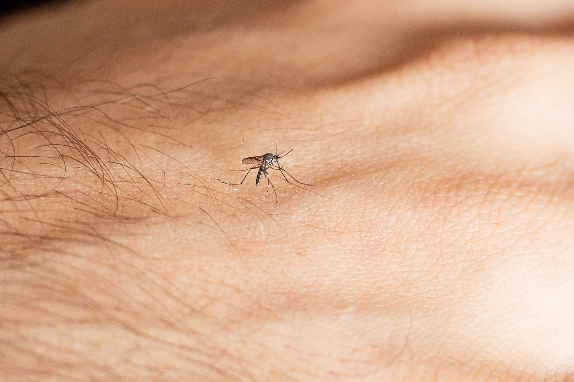 Mosquito On A Hand — Cuba, MO — A & A Pest Control Technologies LLC.