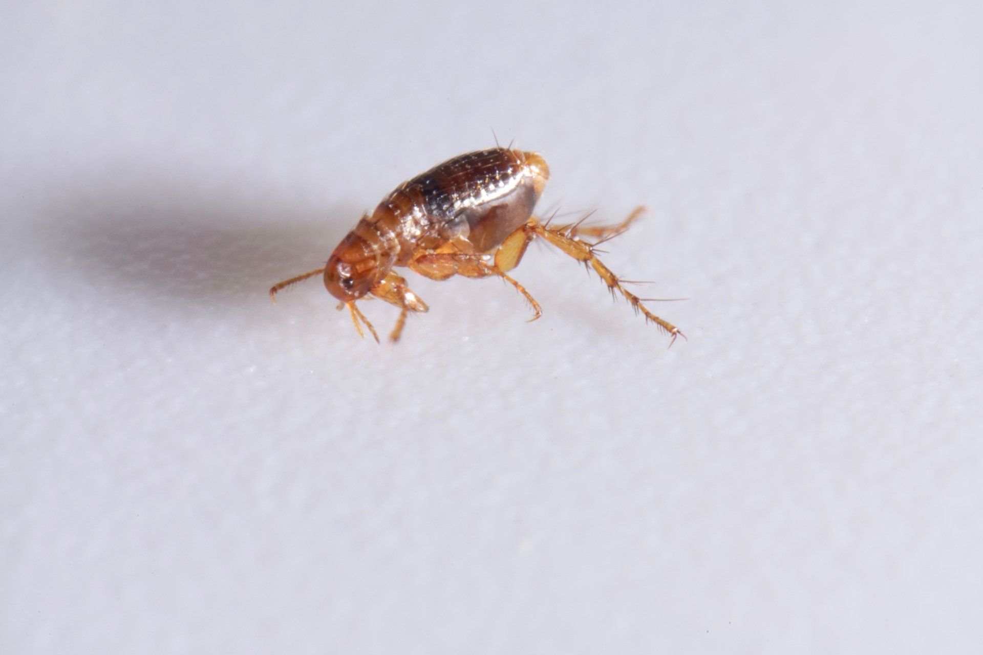 Close Up Picture Of A Flea — Cuba, MO — A & A Pest Control Technologies LLC.