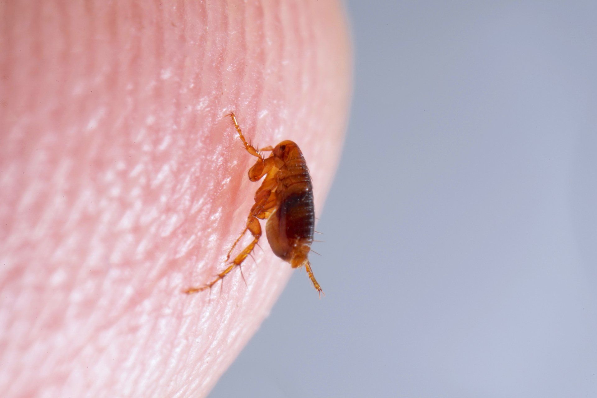 Close Up Image Of A Flea On A Finger — Cuba, MO — A & A Pest Control Technologies LLC.