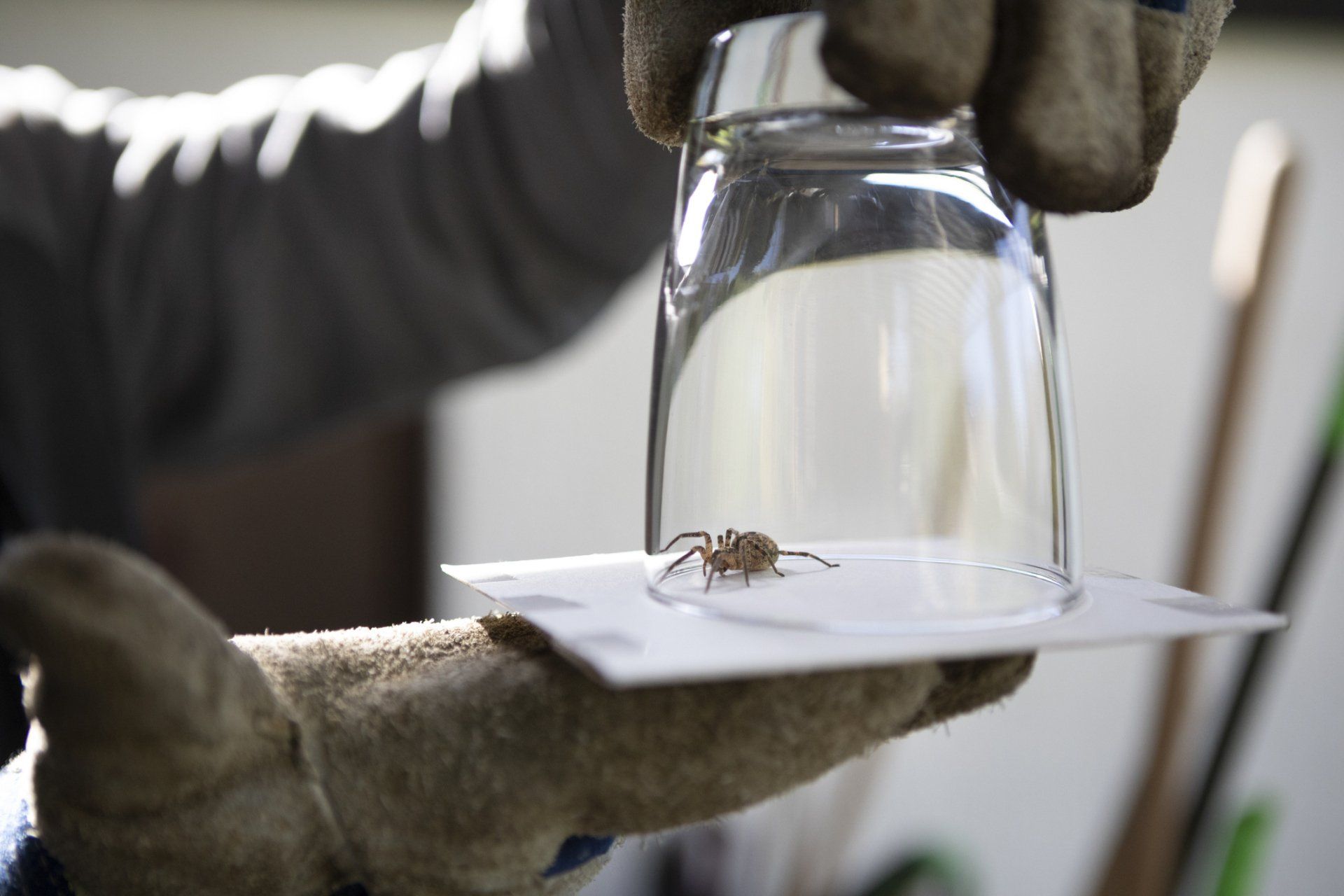 Trapped House Spider On A Glass — Cuba, MO — A & A Pest Control Technologies LLC.