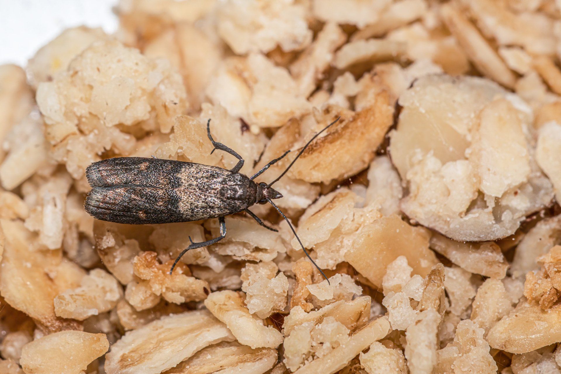 Indian Meal Moth On An Oatmeal — Cuba, MO — A & A Pest Control Technologies LLC.