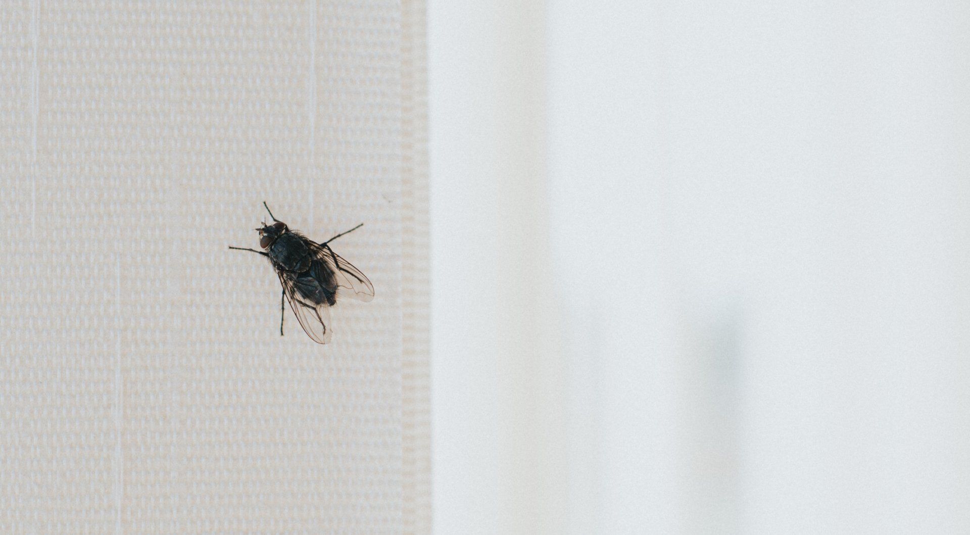 Fly On A  Window Blinds — Cuba, MO — A & A Pest Control Technologies LLC.