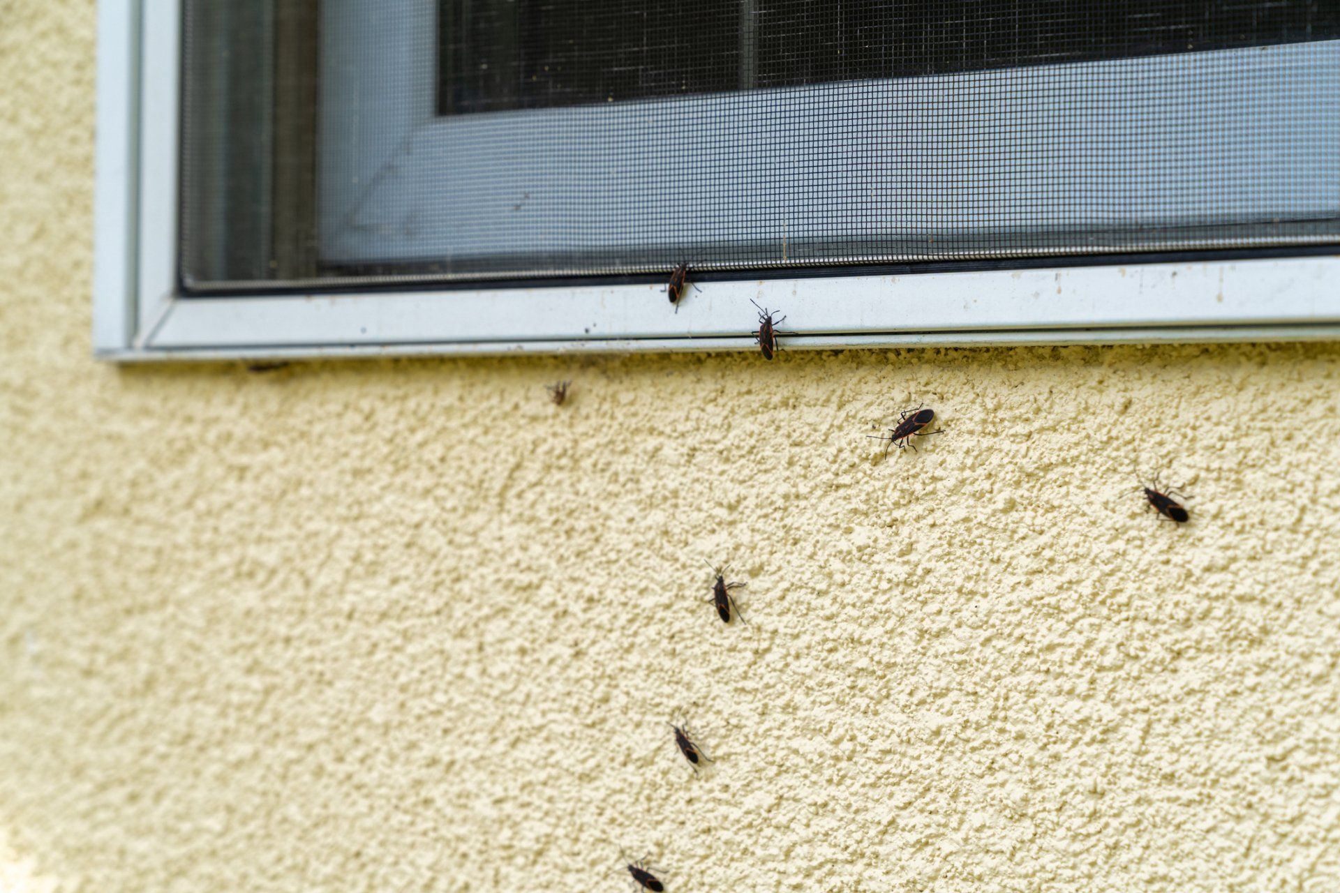 Boxelder Bug Swarming On A Window — Cuba, MO — A & A Pest Control Technologies LLC.