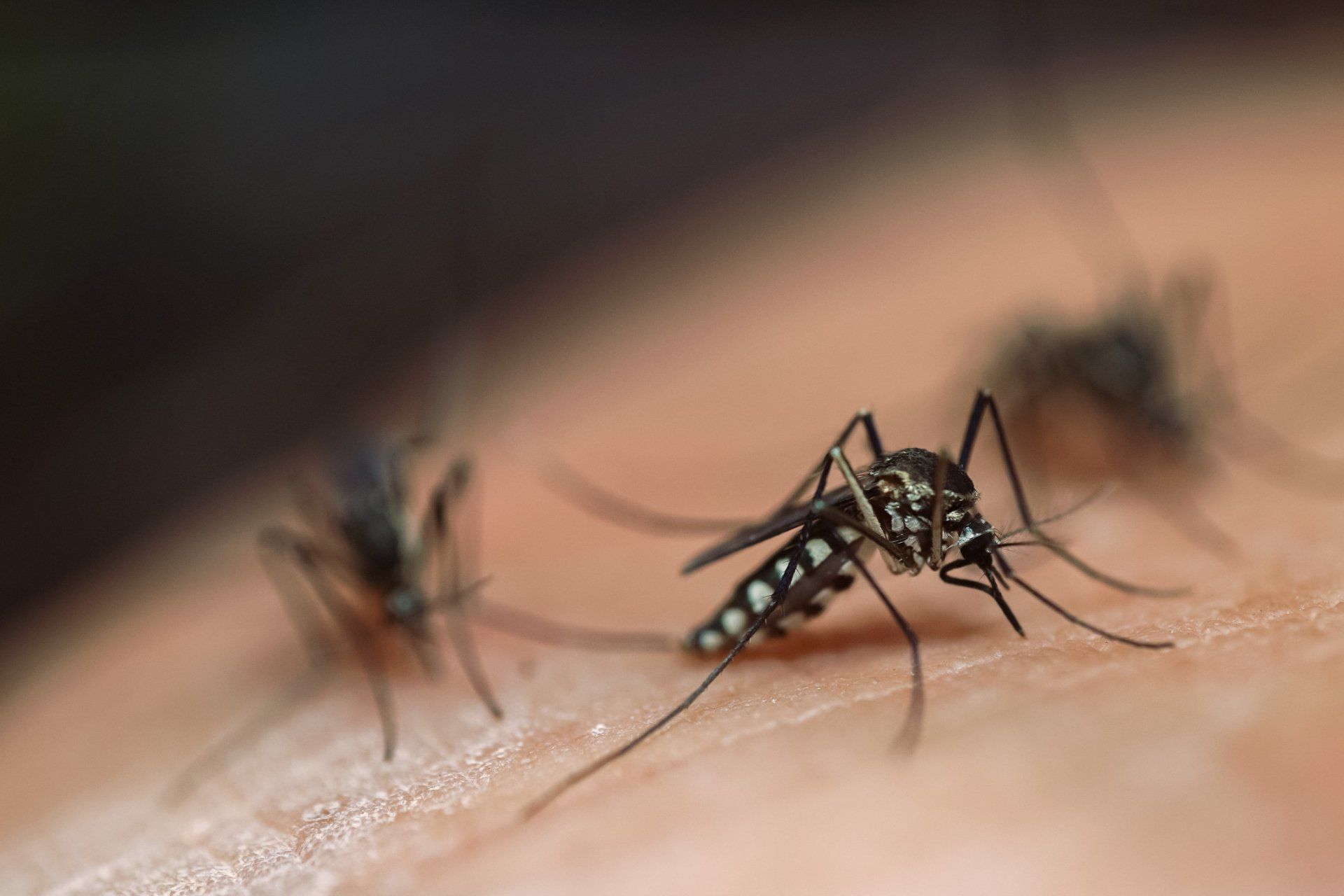 Macro Photo Of Striped Mosquito — Cuba, MO — A & A Pest Control Technologies LLC.