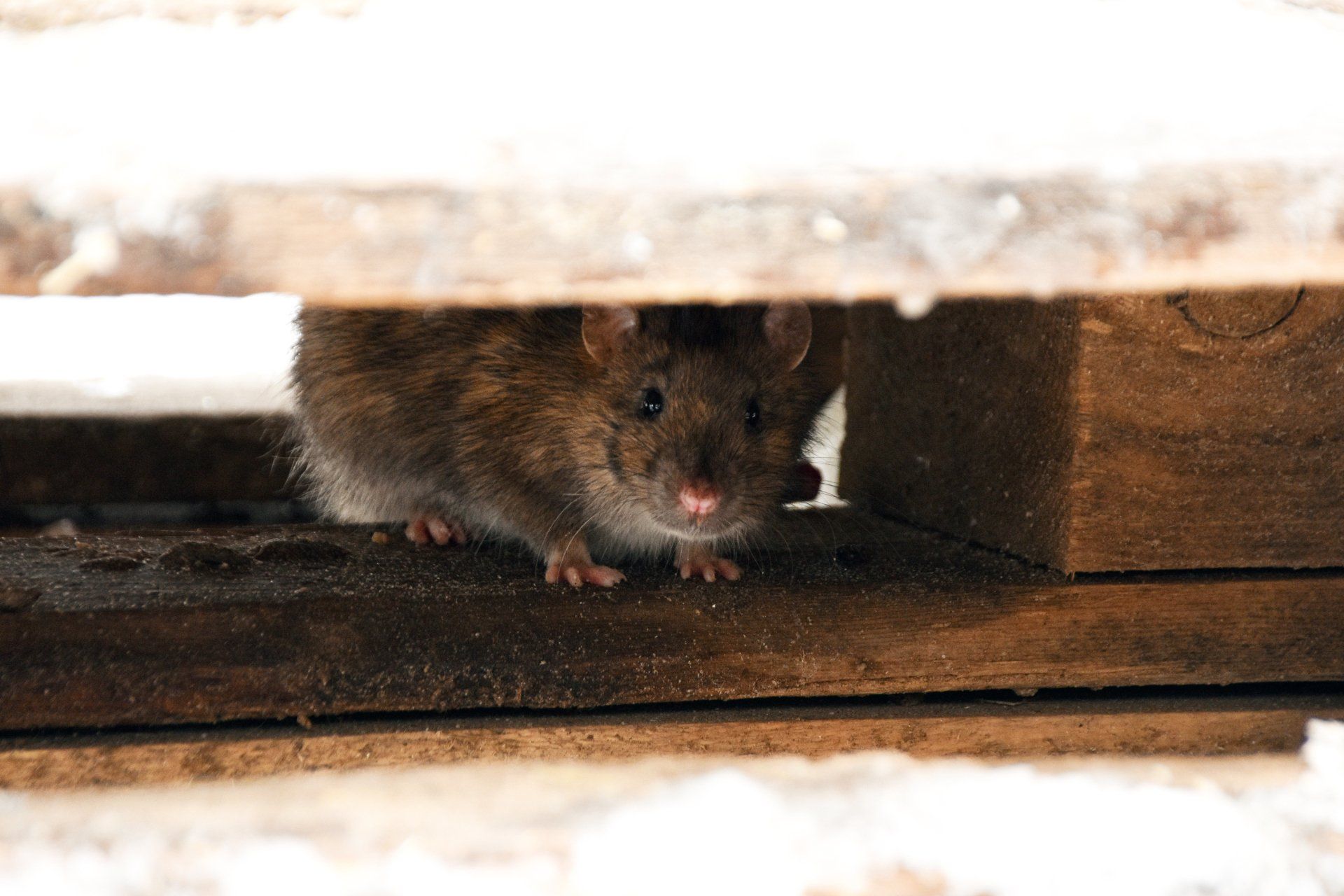 Rat Under The Wood Cabinet — Cuba, MO — A & A Pest Control Technologies LLC.
