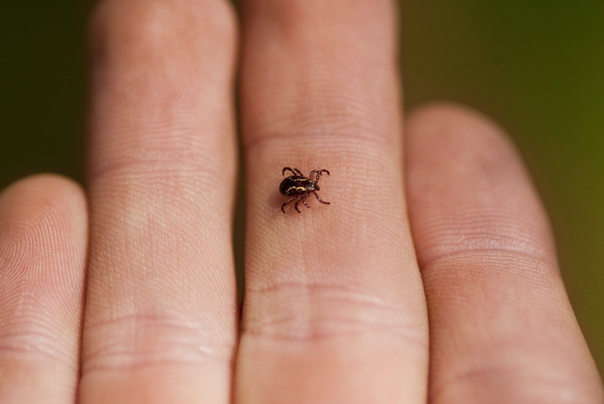 Tick On A Hand — Cuba, MO — A & A Pest Control Technologies LLC.