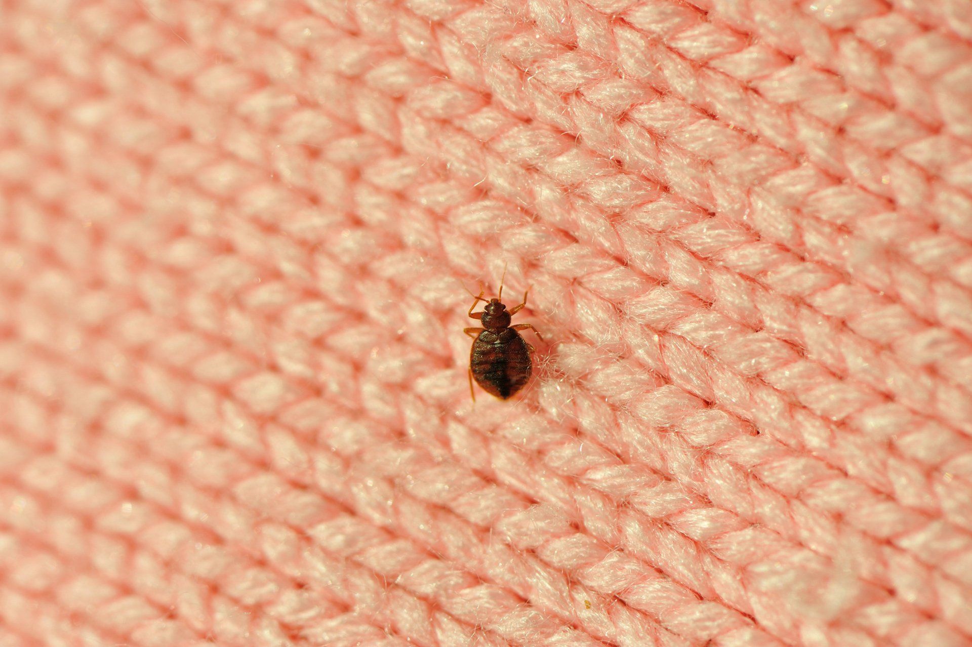 Bed Bug On A Fabric — Cuba, MO — A & A Pest Control Technologies LLC.
