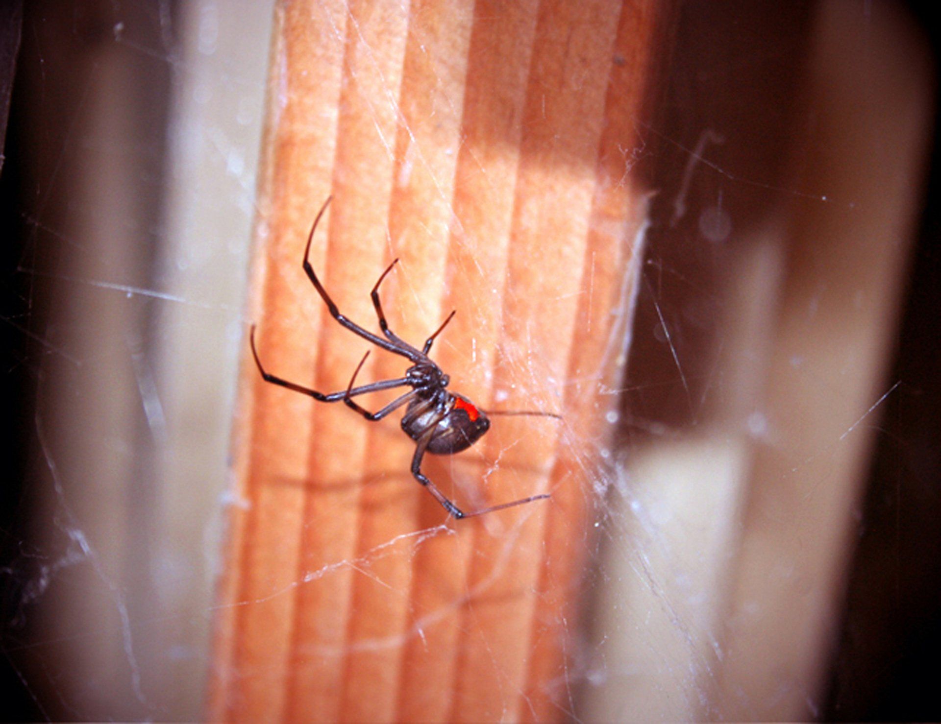 Black Widow Spider On A Window Ceiling — Cuba, MO — A & A Pest Control Technologies LLC.