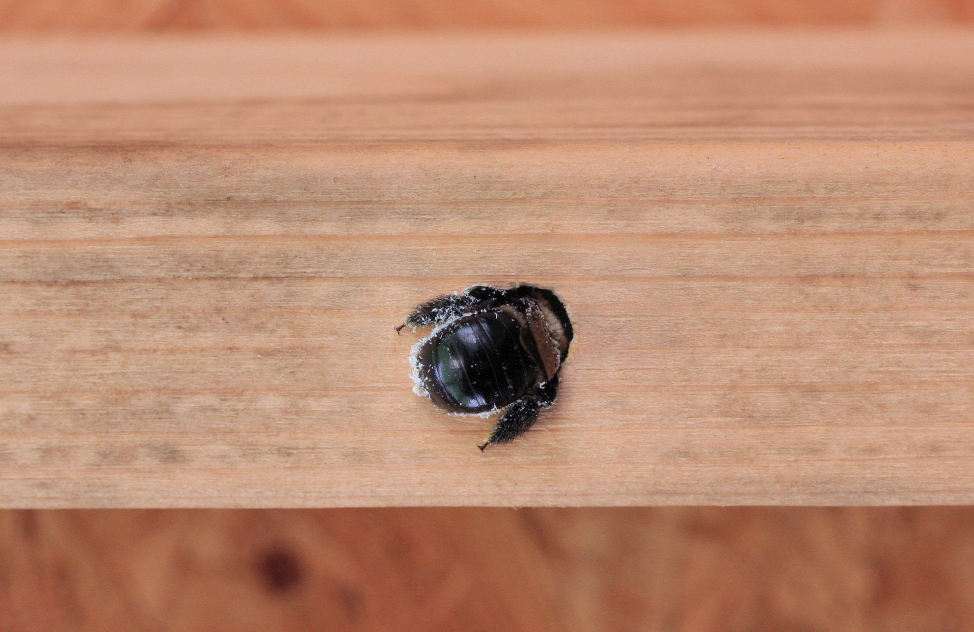 Bee Drilling On A Wood — Cuba, MO — A & A Pest Control Technologies LLC.