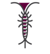 Silverfish Icon — Cuba, MO — A & A Pest Control Technologies LLC.