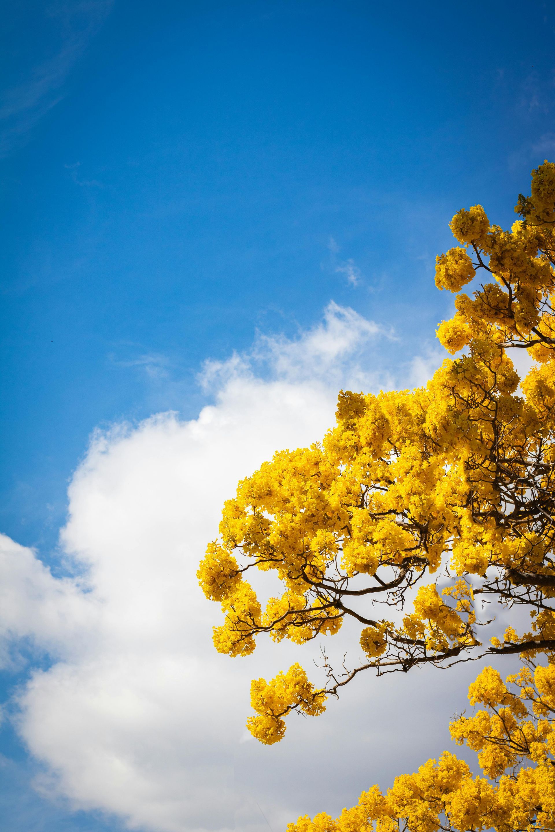 A tree with yellow flowers against a blue sky with clouds