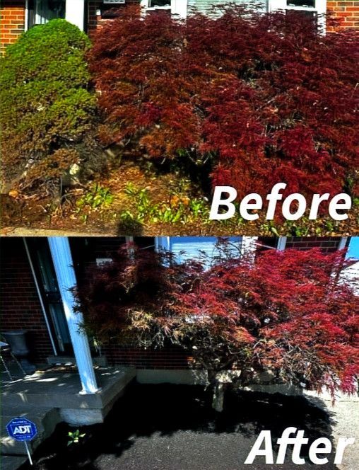 A before and after picture of a bush with red leaves